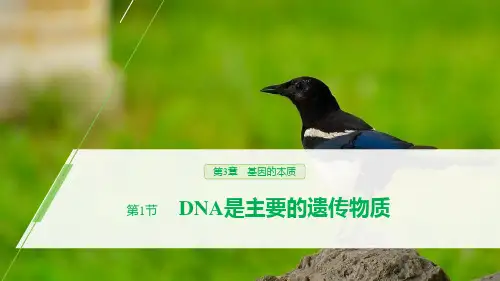 人教版高中生物必修二 DNA是主要的遗传物质 基因的本质