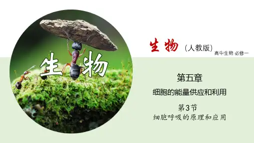 5.3 细胞呼吸的原理和应用(课件)(2019人教版必修1)