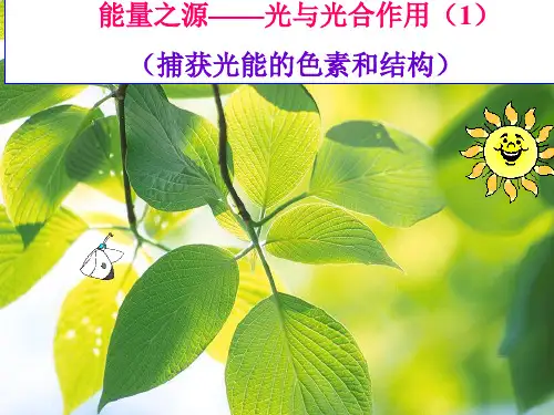 高中生物必修一(人教版)5.4.1捕获光能的色素和结构课件