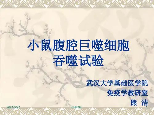 小鼠腹腔巨噬细胞吞噬试验