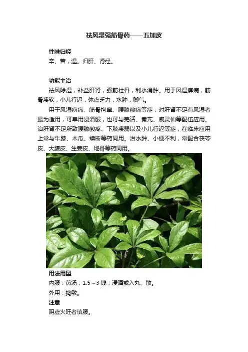 祛风湿强筋骨药——五加皮