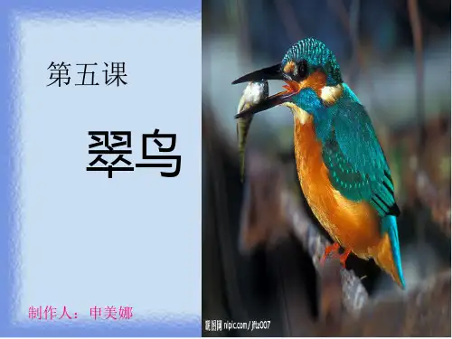 三年级语文《翠鸟》PPT