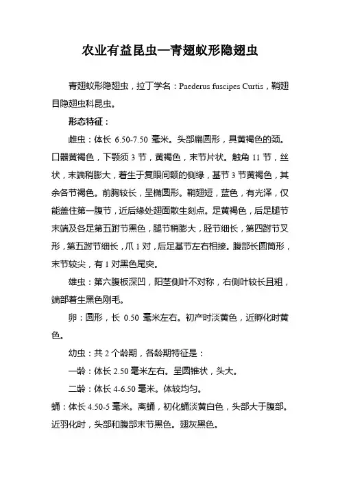 农业有益昆虫—青翅蚁形隐翅虫