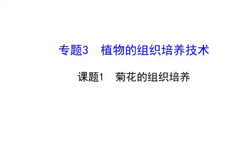 人教版高中生物选修1生物技术实践31菊花的组织培养课件3