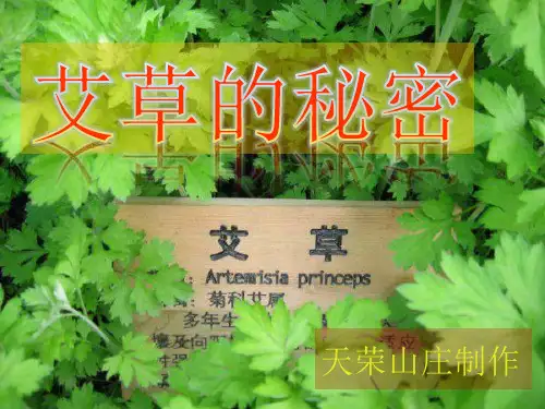 艾草