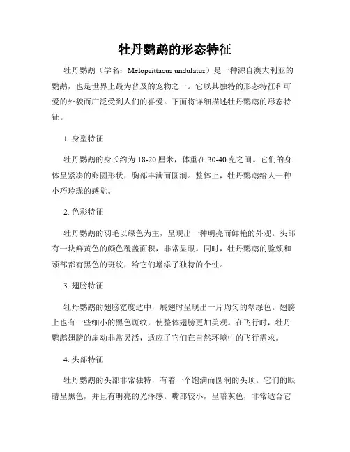 牡丹鹦鹉的形态特征