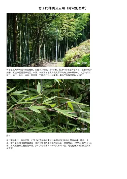 竹子的种类及应用（附识别图片）