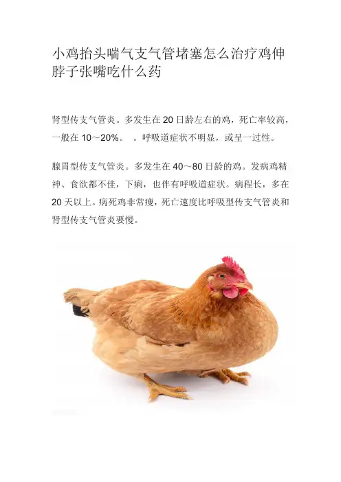 小鸡抬头喘气支气管堵塞怎么治疗鸡伸脖子张嘴吃什么药