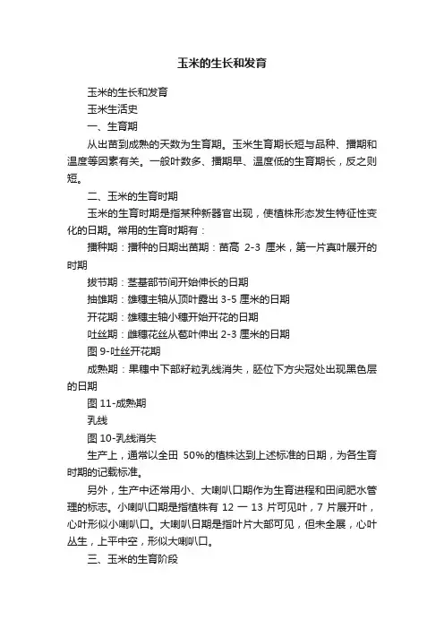 玉米的生长和发育