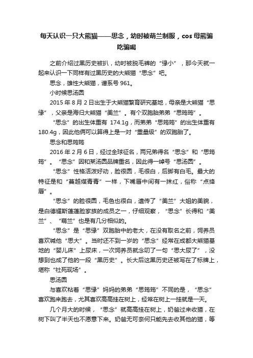 每天认识一只大熊猫——思念，幼时被萌兰制服，cos母熊骗吃骗喝