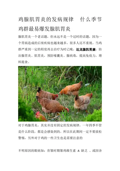 鸡腺肌胃炎的发病规律什么季节鸡群最易爆发腺肌胃炎