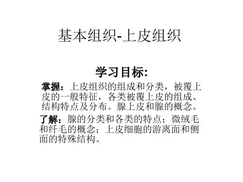 正常人体结构2基本组织