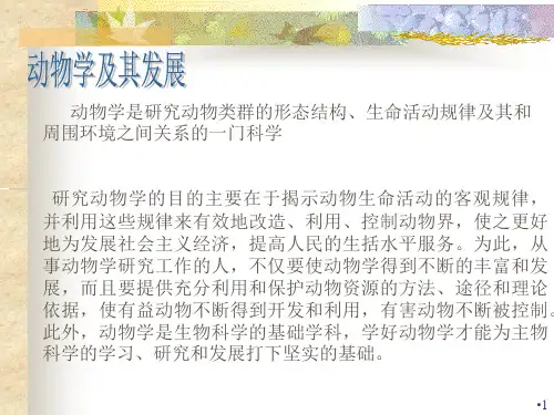 无脊椎动物演示PPT
