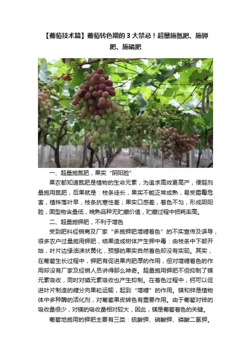 【葡萄技术篇】葡萄转色期的3大禁忌！超量施氮肥、施钾肥、施磷肥