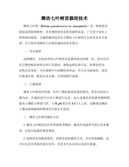 潍坊七叶树苗栽培技术