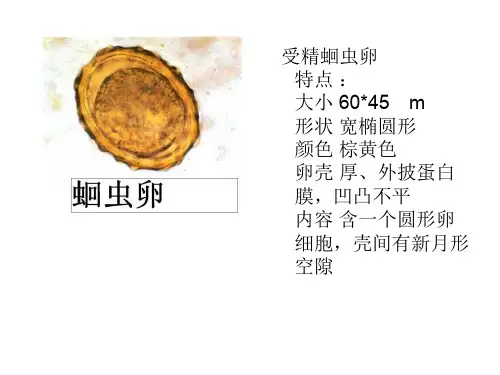 寄生虫图片1ppt课件