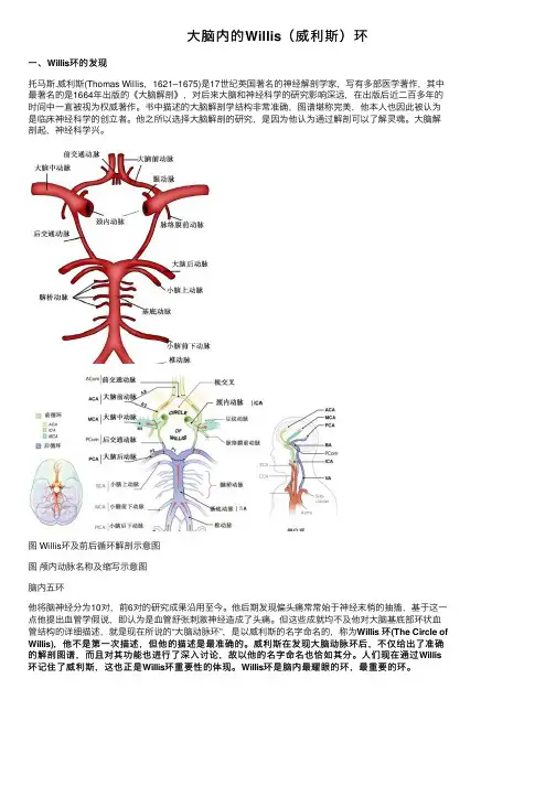 大脑内的Willis（威利斯）环