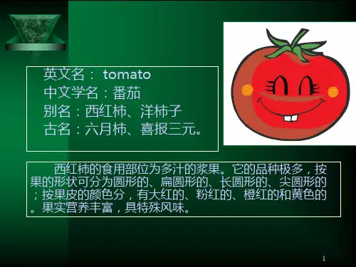 西红柿的介绍