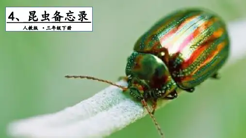 部编教材PPT《昆虫备忘录》精品教学PPT1