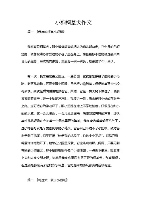 小狗柯基犬作文