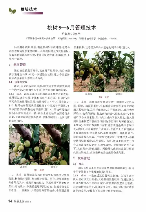 桃树5—6月管理技术