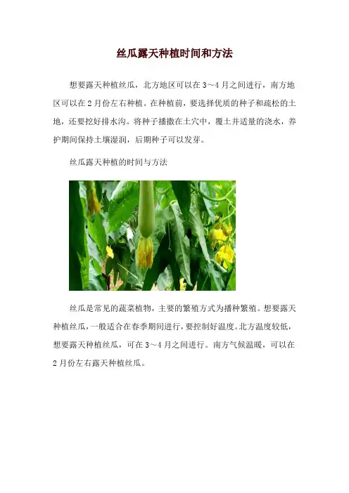 丝瓜露天种植时间和方法