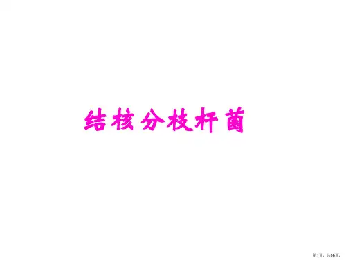结核分枝杆菌PPT课件