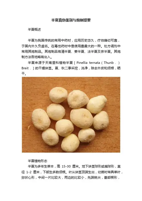 半夏真伪鉴别与炮制提要