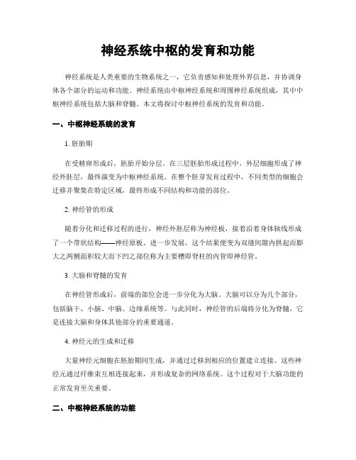 神经系统中枢的发育和功能