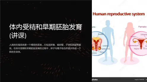 体内受精和早期胚胎发育(讲课)