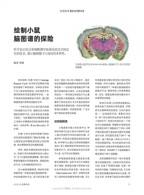 绘制小鼠脑图谱的探险