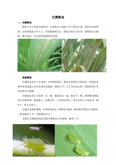 甘蔗病虫害——甘蔗蚜虫
