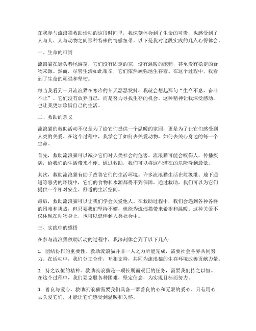 流浪猫实践心得体会