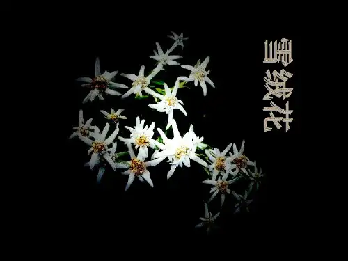 雪绒花.PPT课件