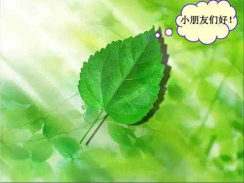 北师大版一片树叶课件