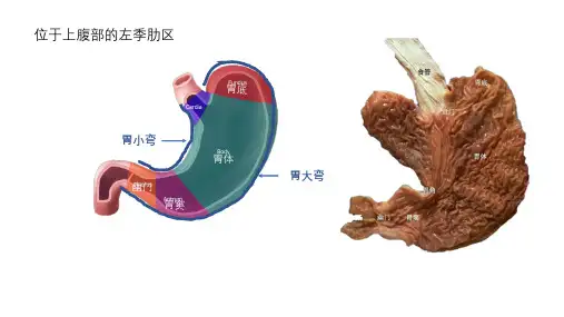 1.1.24消化性溃疡病理学生理学课件