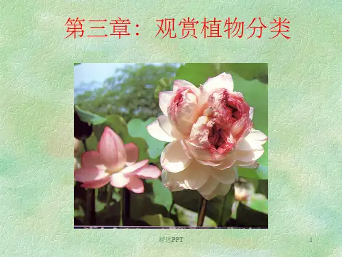 《观赏植物分类》PPT课件
