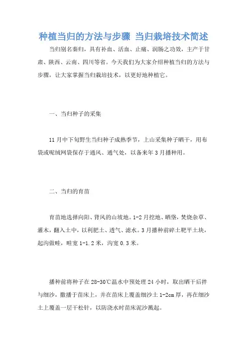种植当归的方法与步骤 当归栽培技术简述