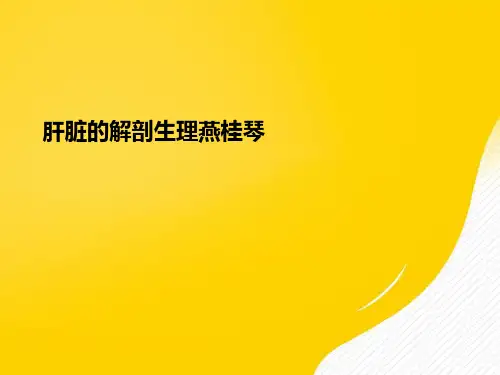 【优秀文档】肝脏的解剖生理燕桂琴PPT
