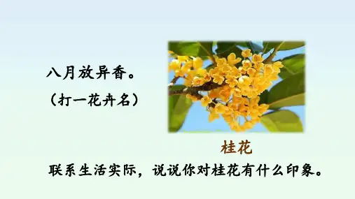 3 桂花雨课件(共42张PPT)