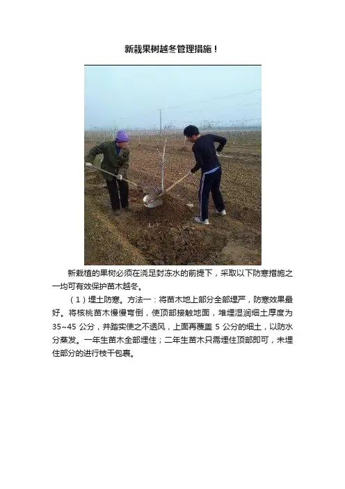 新栽果树越冬管理措施！