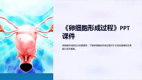 《卵细胞形成过程》课件