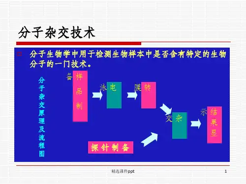 《分子杂交技术》PPT课件 (2)