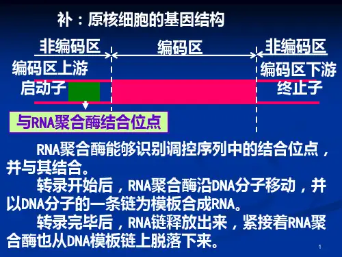 高中生物选修-基因工程的基本操作程序