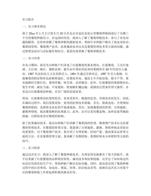 种植葡萄实习报告