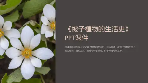 《被子植物的生活史》课件