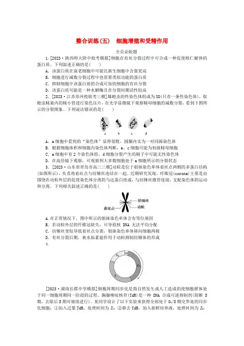 统考版2024高考生物二轮专题复习整合训练5细胞增殖和受精作用