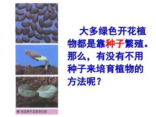 课题1菊花的组织培养