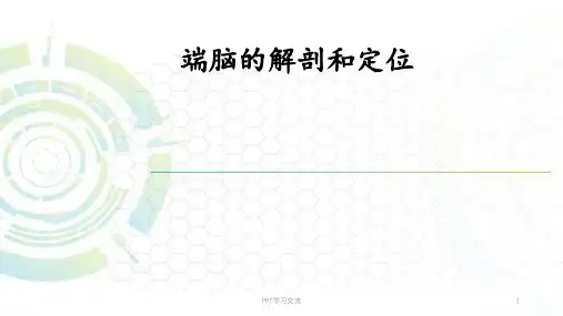端脑课件