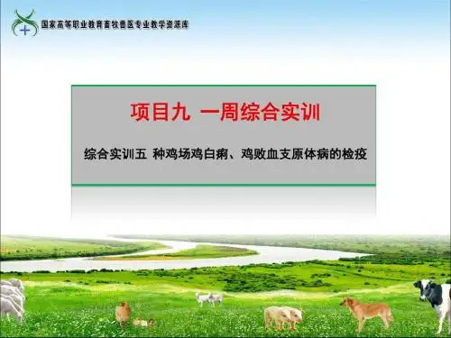 综合实训五种鸡场鸡白痢、鸡败血支原体病的检疫.